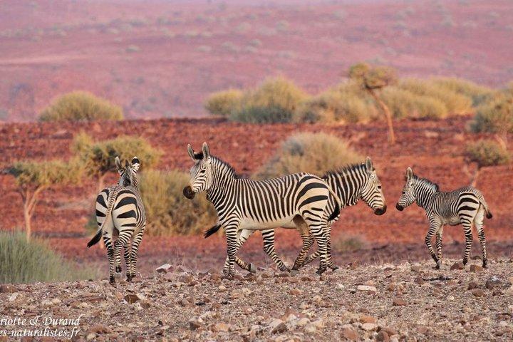 Découvrez Etosha, Brandberg et Twyfelfontein avec un avant-goût de la côte namibienne