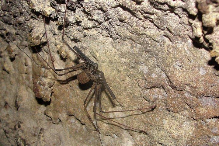 Private Caves and Waterfalls Day Tour