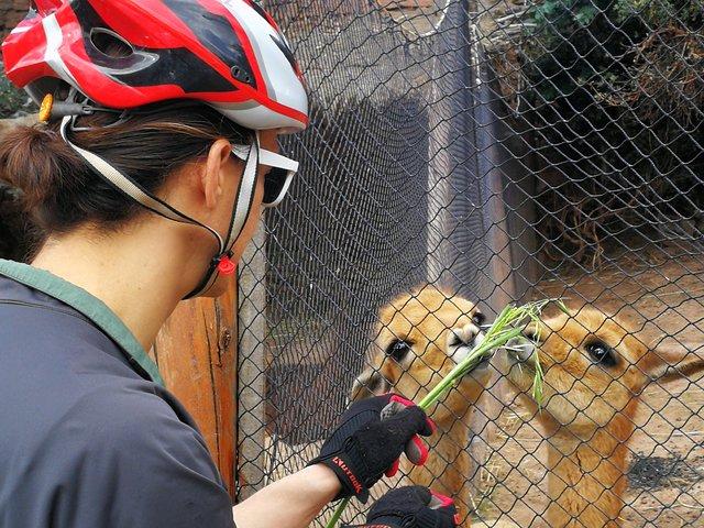 クスコのパノラマライド