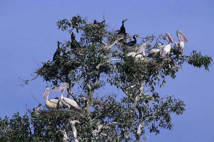 Prek Toal生物圏への1日プライベートガイドツアー - オールインクルーシブ