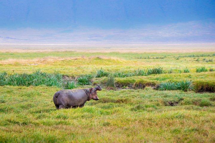 4 dage Tanzania Lodge Safaris