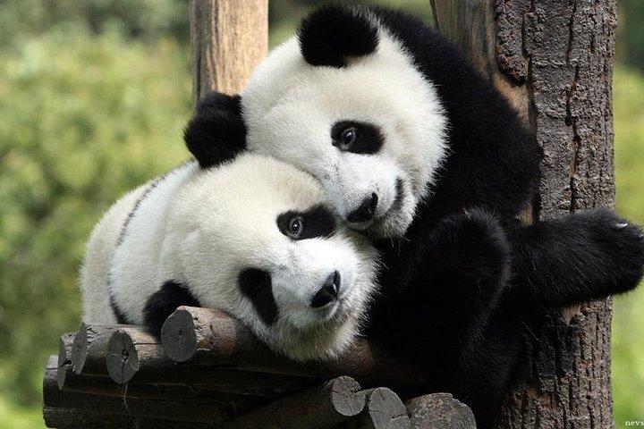 Privat rundtur till Chengdu pandabas och Giant Buddha i Leshan