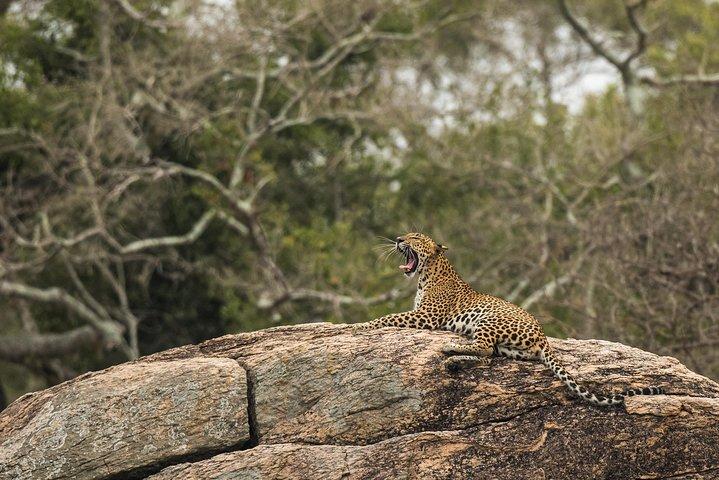 Private Tour: YALA National Park mit erfahrenem Fahrer / Guide