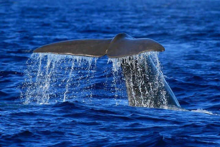 テルセイラ島でのクジラとイルカウォッチングツアー
