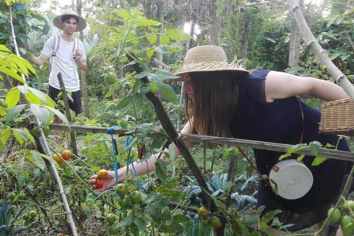 Lezione di cucina balinese presso azienda agricola biologica