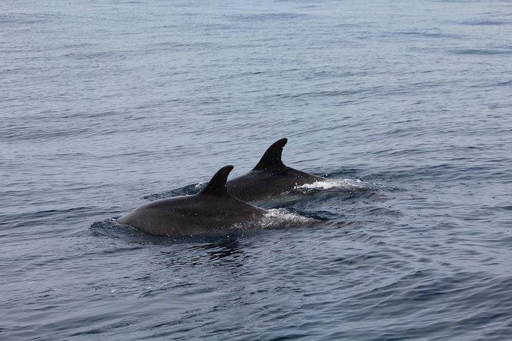 Nadar con delfines en la isla de Terceira