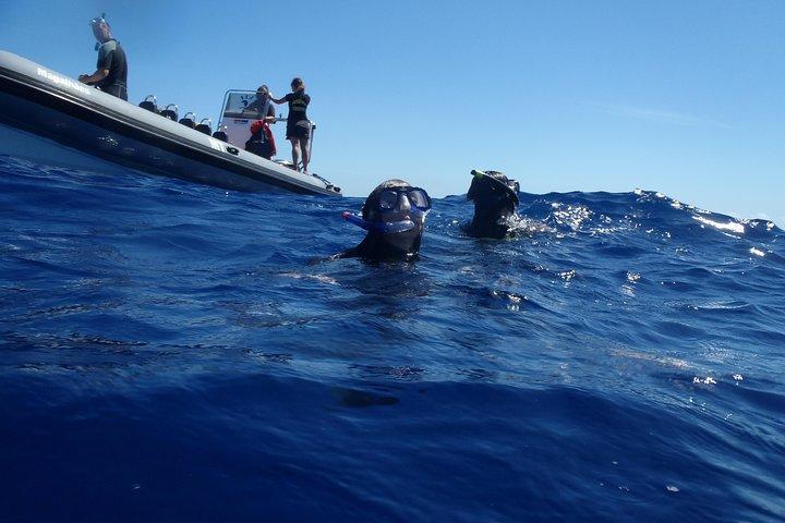 Nadar con delfines en la isla de Terceira