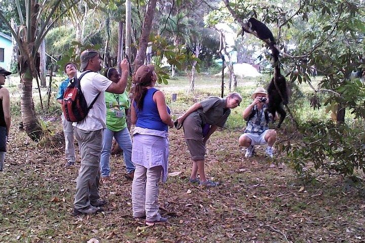 Rumble in the Jungle : Die Brüllaffen-Expedition