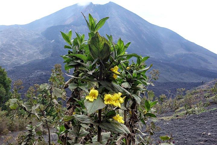 グアテマラシティからのパカヤ火山日帰り旅行