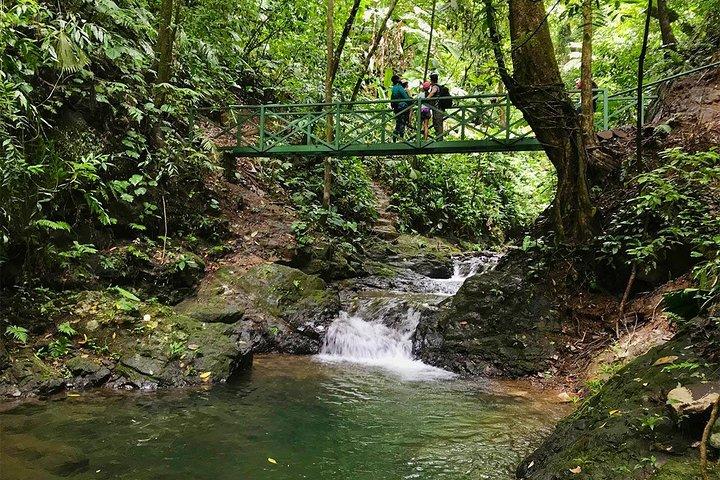 Tour delle cascate di Ebano e della foresta pluviale