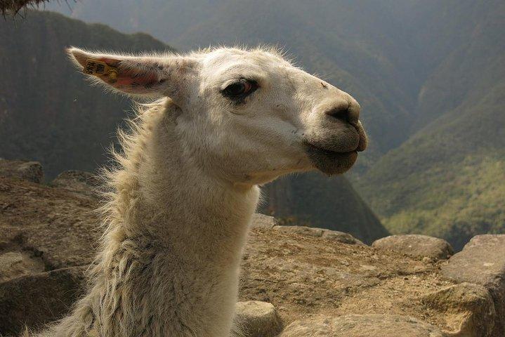 Tour de dia completo a Machu Picchu desde Cusco
