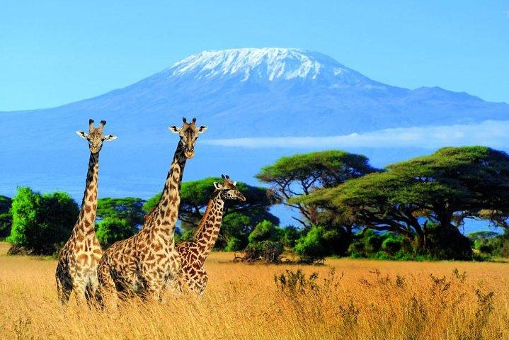 Kilimanjaro Special-(Tsavo West, Amboseli & Tsavo East Safari) (MINIMUM 2 PAX)