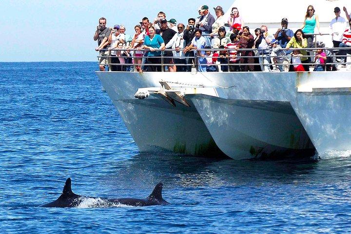 シドニー発でポート スティーブンスを巡る、ドルフィンクルーズ付きのプライベート日帰り旅行