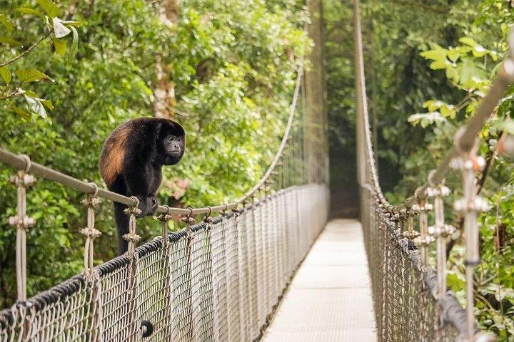 Arenal: Puentes Colgantes + Hot Springs + Catarata desde San Jose