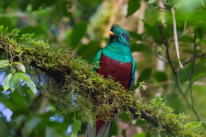 3-dages tur til Cobán og Semuc Champey fra Guatemala City