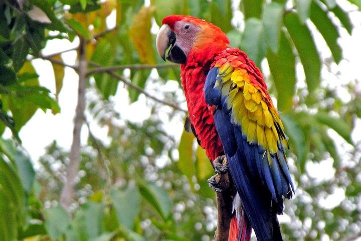 Ausflug zu den Copan-Ruinen mit Übernachtung von Antigua