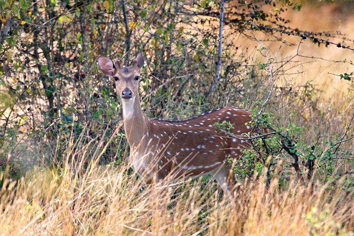 ワスガムワ国立公園への午後のサファリ