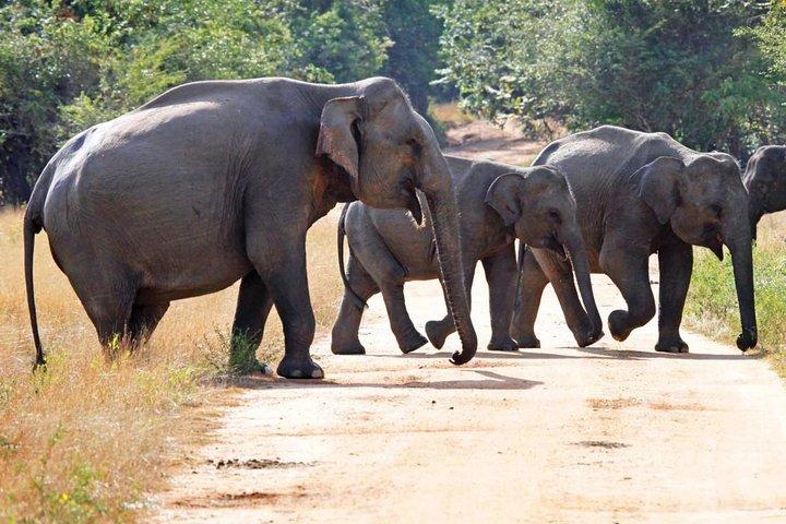 ワスガムワ国立公園への午後のサファリ