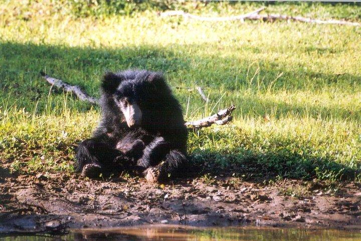 ワスガムワ国立公園への午後のサファリ