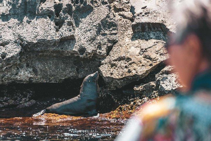 Excursion Rottnest Aventure avec Ferry et Croisière Aventure