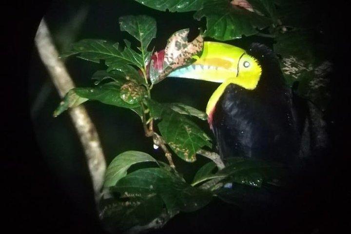 Monteverde Night Tour med en certifierad reseguide (18.00 eller 20.00)