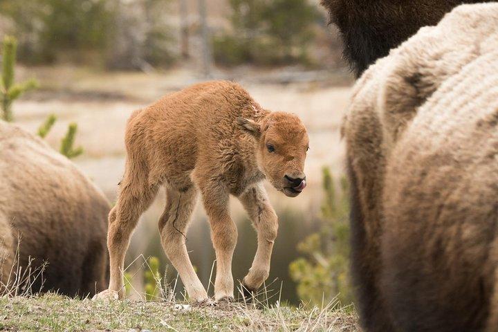 Private Yellowstone Old Faithful and Lower Loop Tour