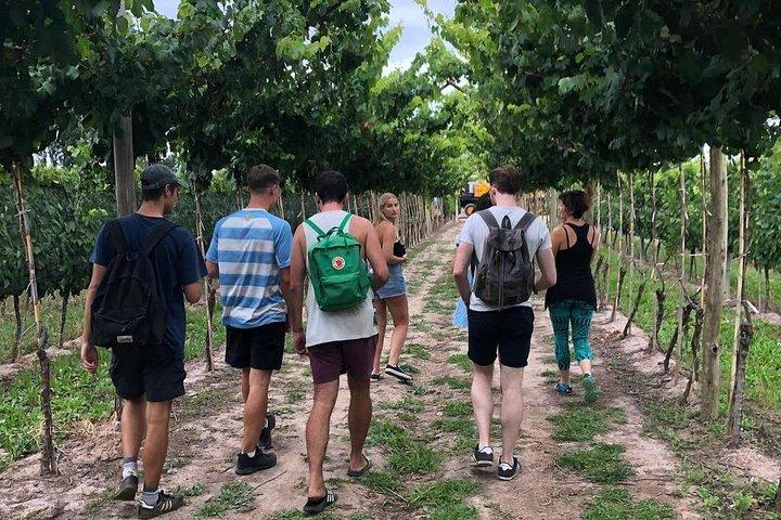 Excursion en vélo libre dans la région viticole de Luján de Cuyo (Mendoza)