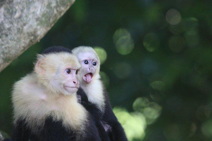 Visite guidée du parc national Manuel Antonio avec option billet