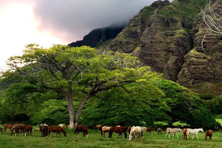 Kualoa Ranch - wandeltocht te paard