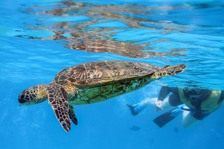 Ko Olina Catamarã Sail e snorkel com almoço