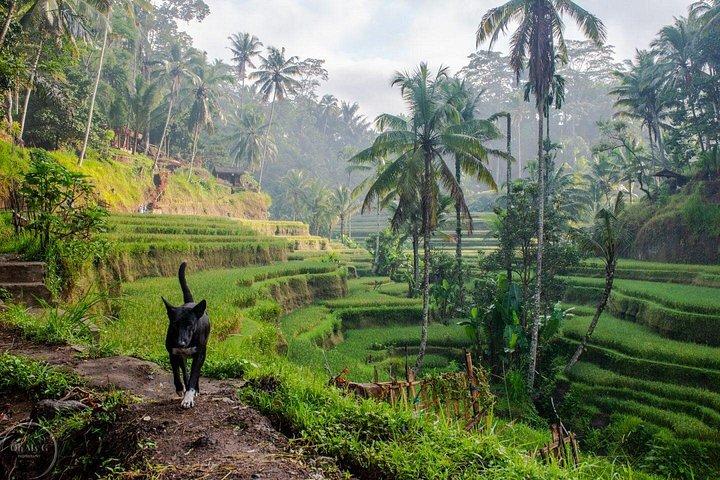 Hire Private Bali Driver