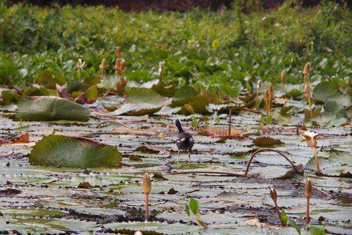 Kayaking tour in the Chagres River