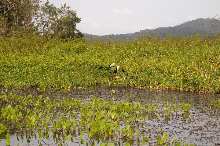 Kayaking tour in the Chagres River