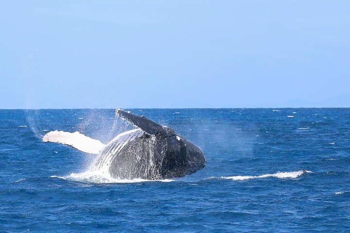 Whale Watching Tour & Fitzroy Island From Cairns
