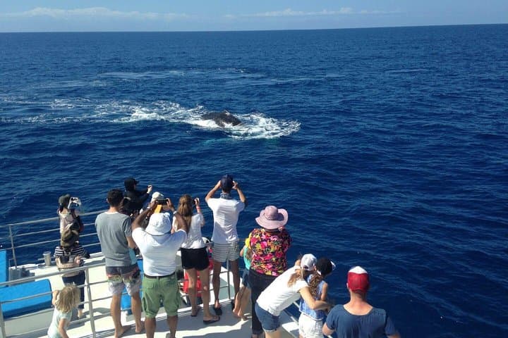 Whale Watching Tour & Fitzroy Island From Cairns