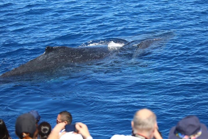 Whale Watching Tour & Fitzroy Island From Cairns