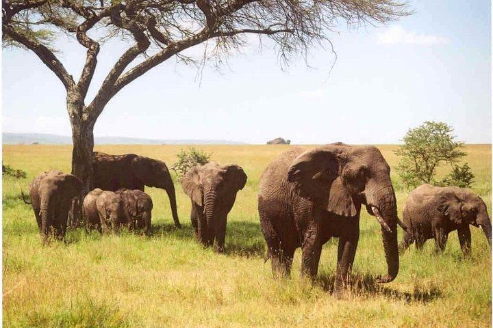 Dagstur: Arusha National Park