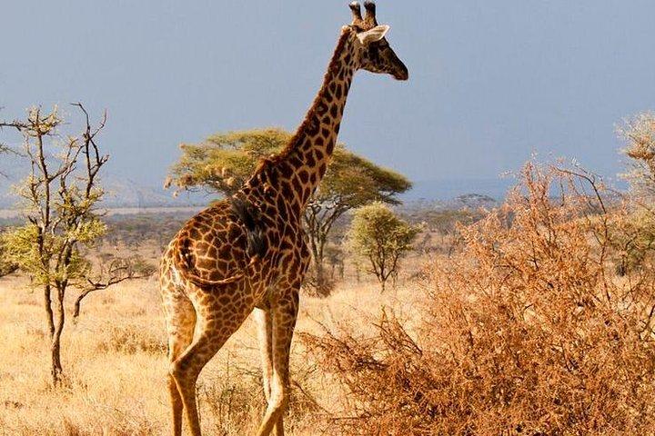 Dagstur: Arusha National Park