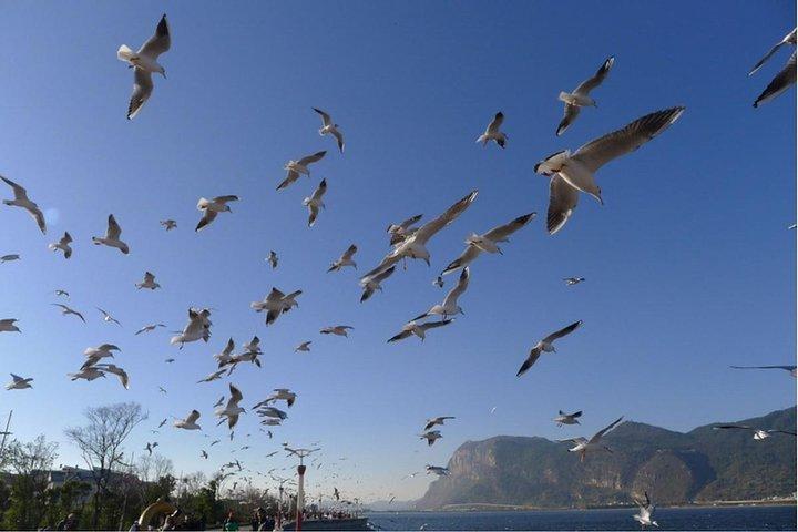 Viagem Privada de 1 Dia pela Cidade da Primavera
