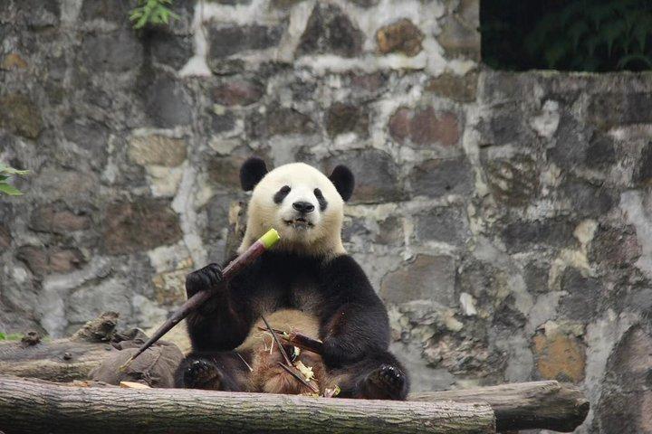 Læs anmeldelser af Chengdu Giant Panda Breeding Base