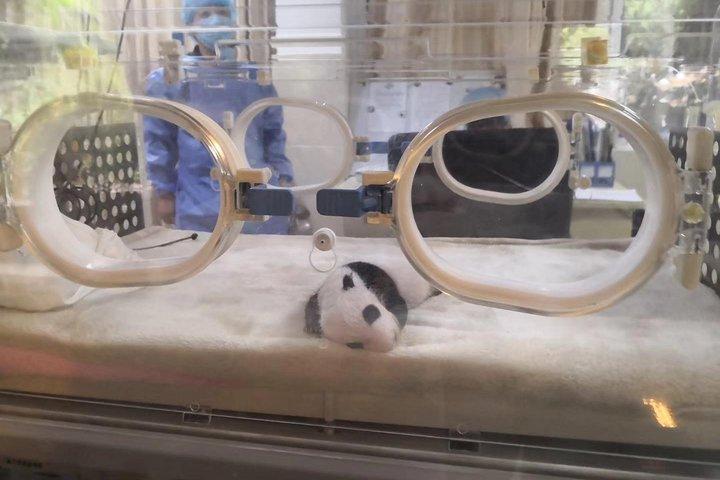 Læs anmeldelser af Chengdu Giant Panda Breeding Base