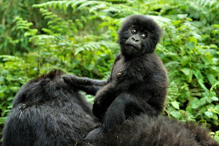 2 días de caminata de gorilas en Uganda
