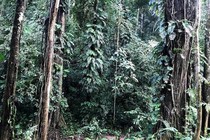 La elección del mejor excursionista: 5 días de caminata por el bosque con alojamiento en familia y camping