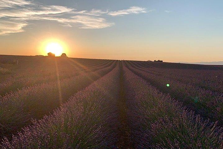 Lavanda en flor : Inolvidable paseo provenzal