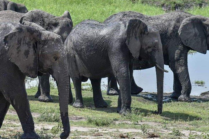 Chobe Full Day Safari Trip-Botswana