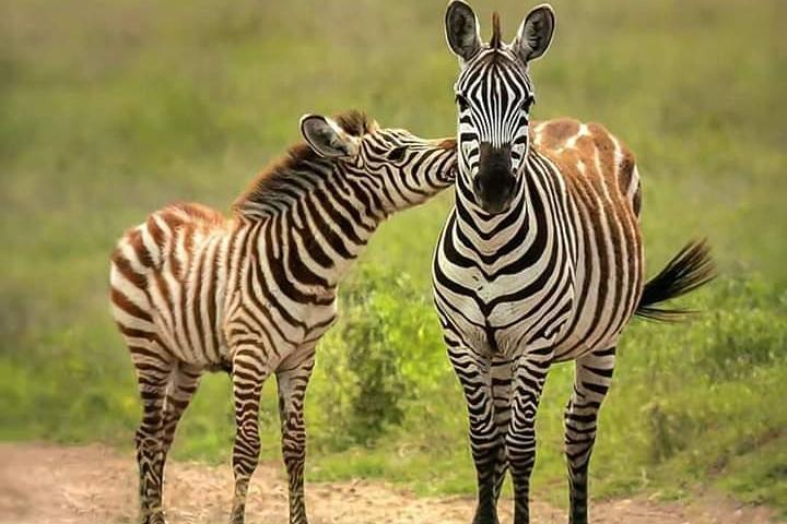 Chobe Full Day Safari Trip-Botswana