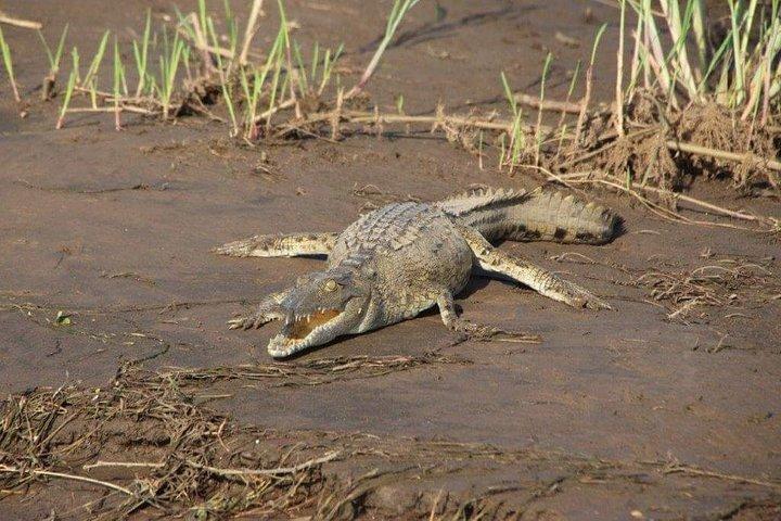 Chobe Full Day Safari Trip-Botswana