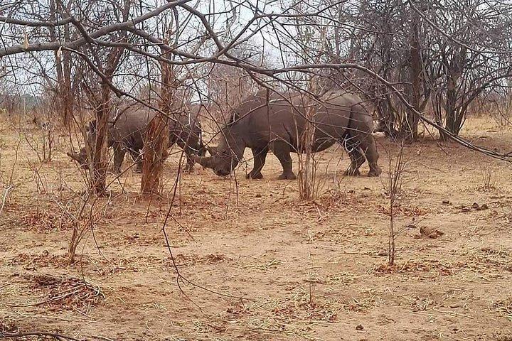 Game Drive e Rhino Walk