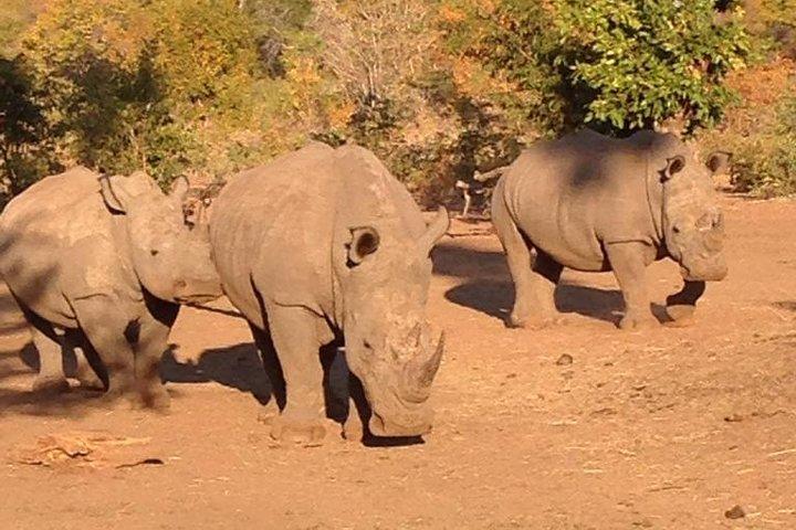 ゲームドライブとRhino Walk