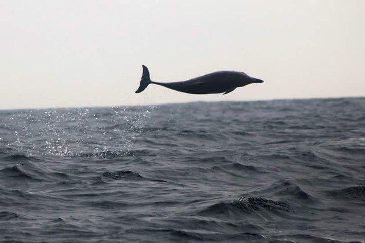 Dolphin Safari